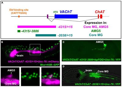 Ebf Activates Expression of a Cholinergic Locus in a Multipolar Motor Ganglion Interneuron Subtype in Ciona